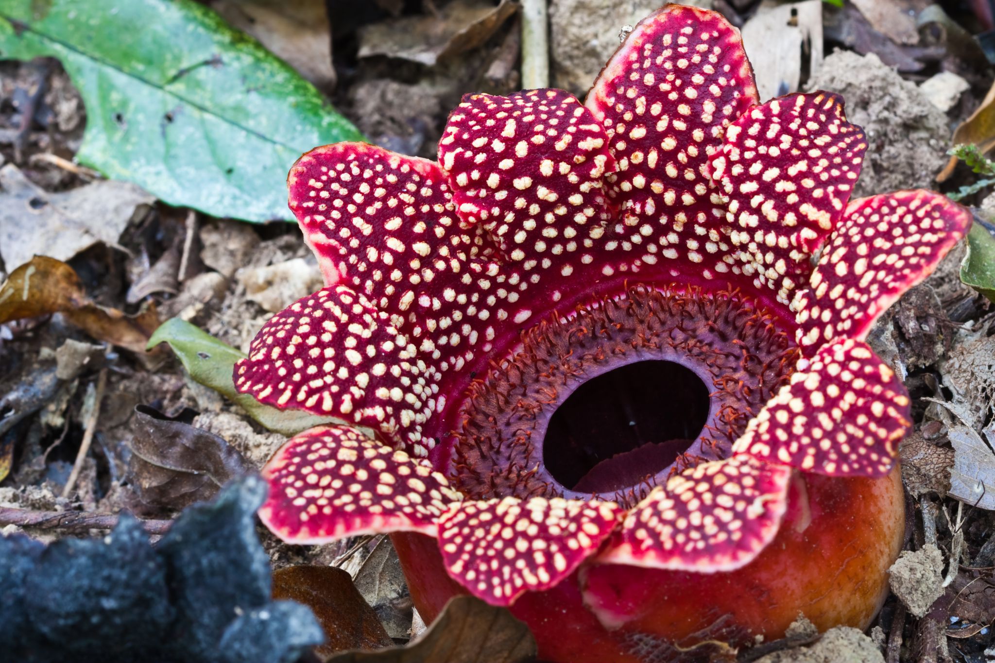 le rafflesia est une fleur géante