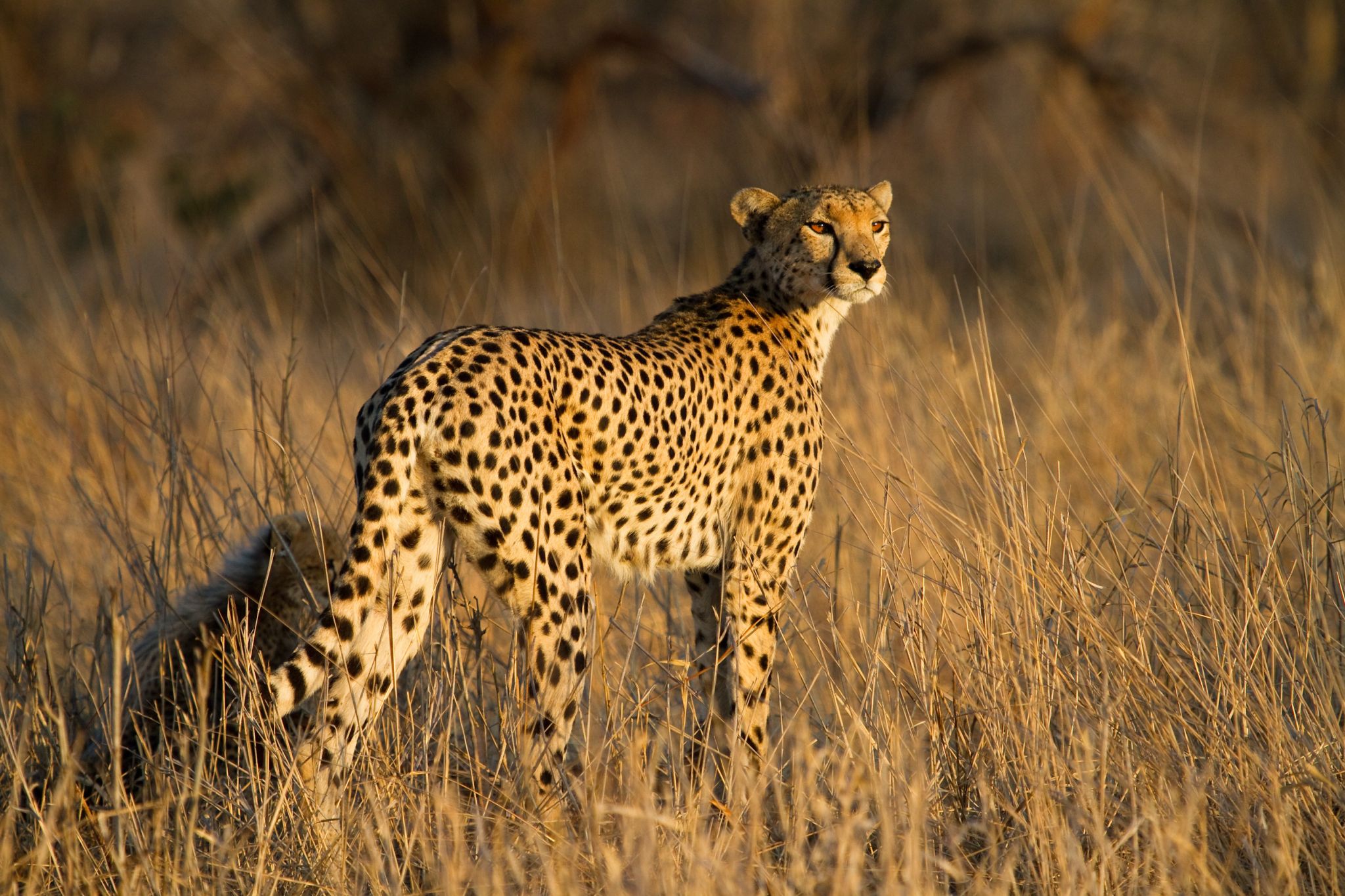 la robe tachetée d’un guépard dans la savane