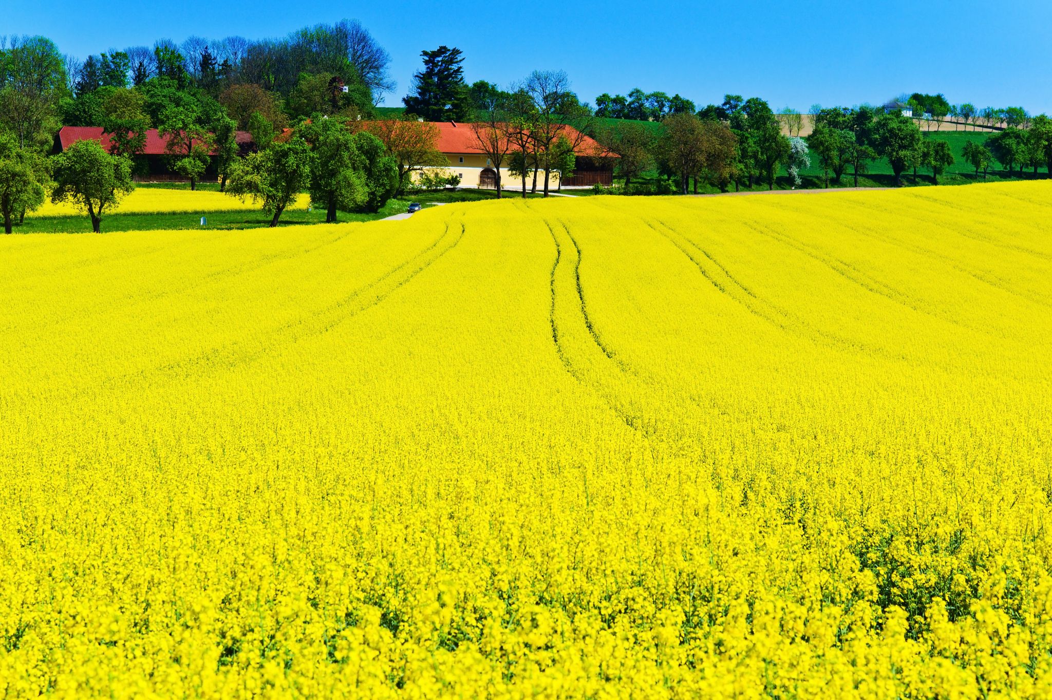 un champ de colza au printemps