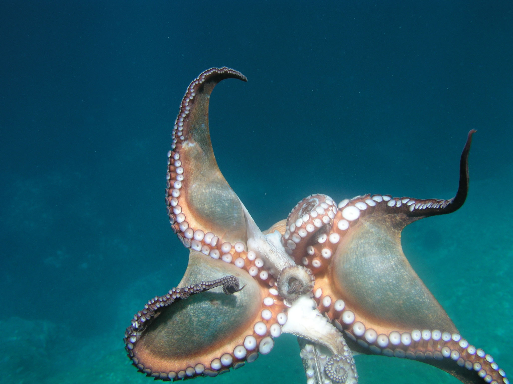 les ventouses d’une pieuvre