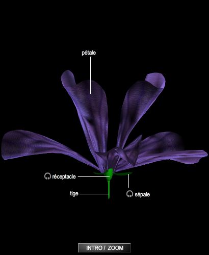 Structure d'une fleur monocotylédone, iris