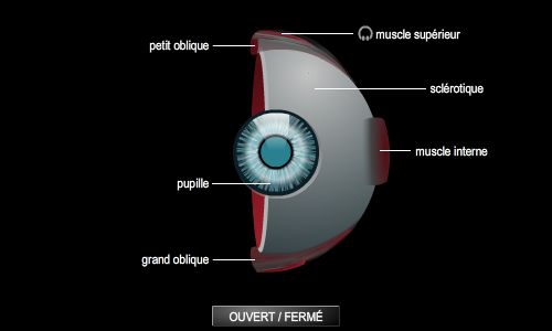 Structure de l'œil droit
