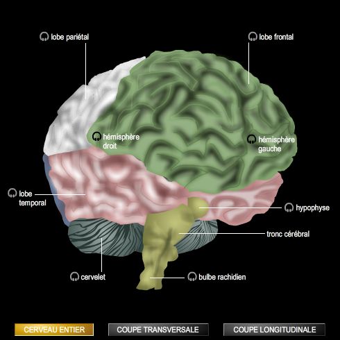 Cerveau