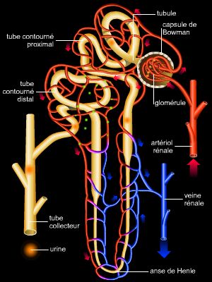 nphron rnale systme filtration larousse urine
