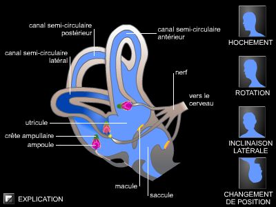Oreille interne, système vestibulaire