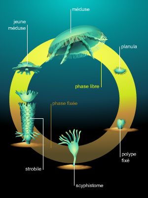 Cycle des méduses