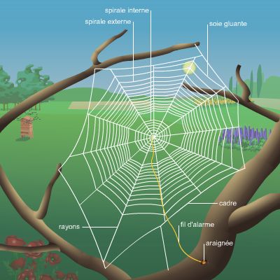 Toile d'araignée