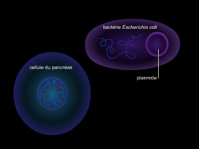 Production d'insuline par génie génétique, médicament recombinant