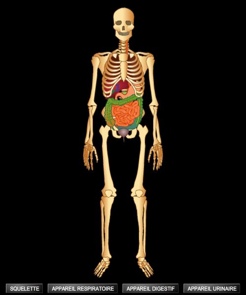 Les parties du corps humain/Reconnaître les parties du corps humain.