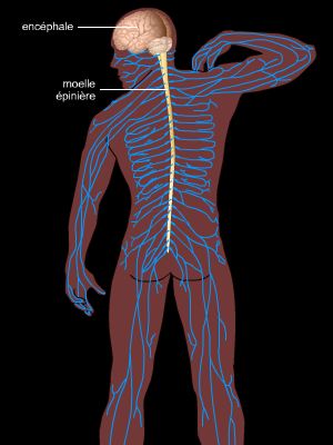 nerf rachidien - LAROUSSE
