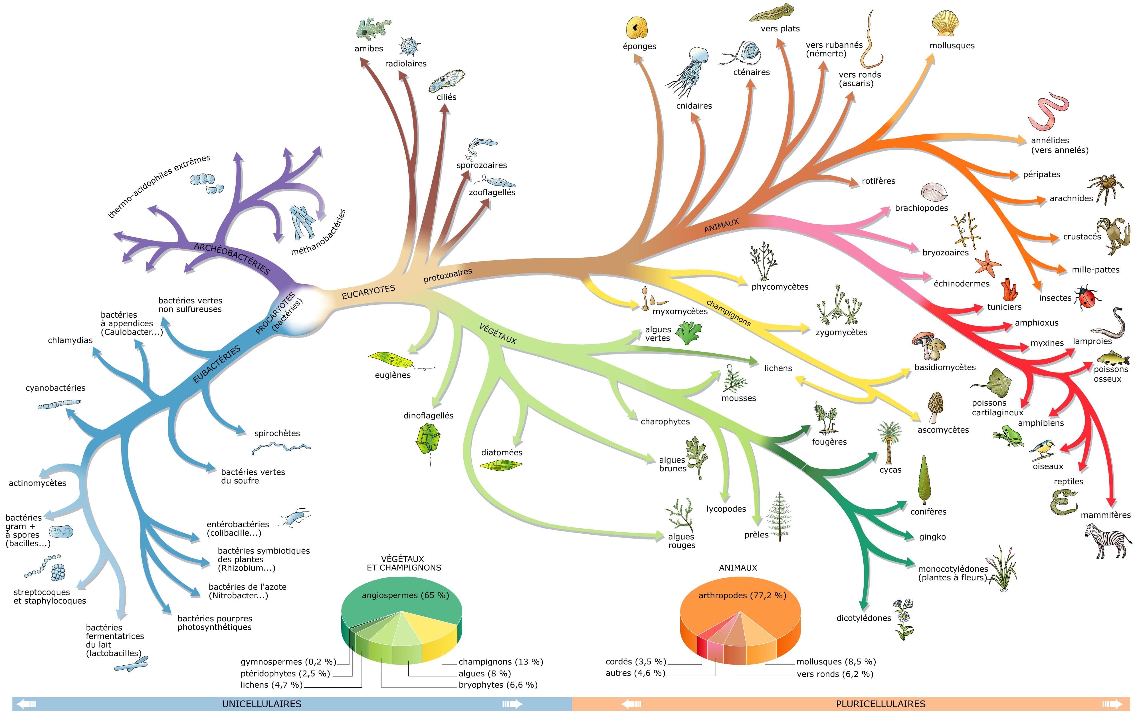 Classification des espèces vivantes – Média LAROUSSE