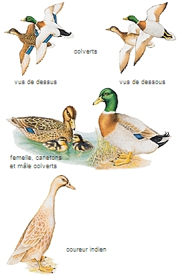 Cri de canard domestique