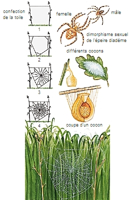 Toiles et cocons d'araignées