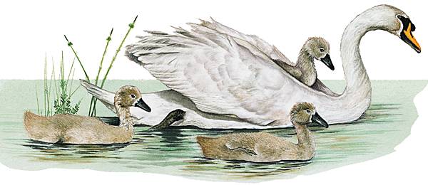 Cygne Cygne