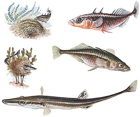 Épinoches Épinoches