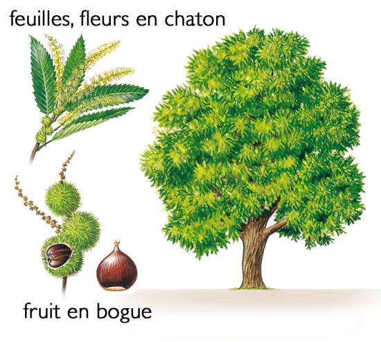 Dictionnaire des arbres Dictionnaire des arbres