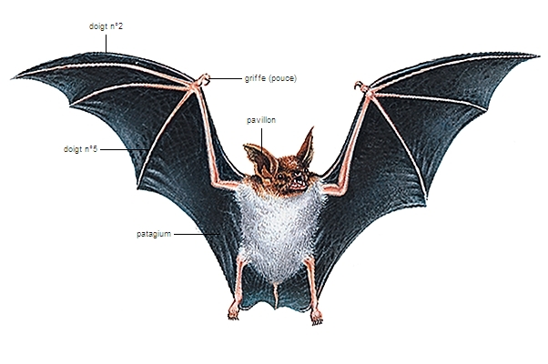 chauve-souris - LAROUSSE