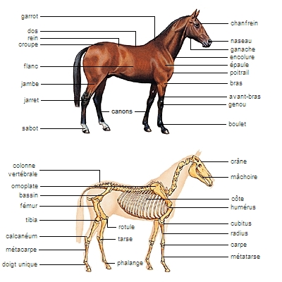 Morphologie et squelette du cheval