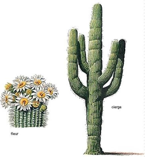 Cactus cierge