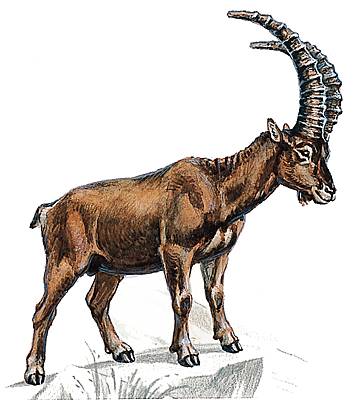 Bouquetin