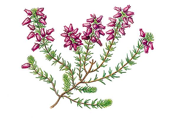 Bruyère