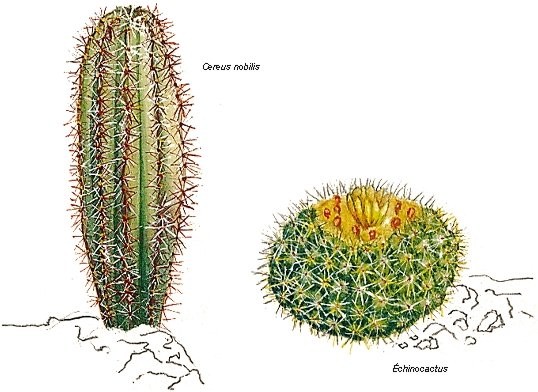 Cactus