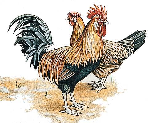 Coq et poule