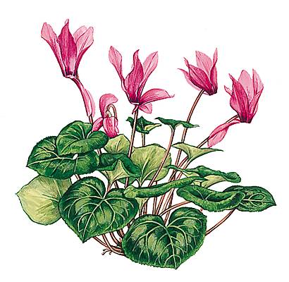 Cyclamen