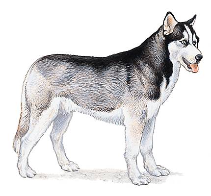 Husky