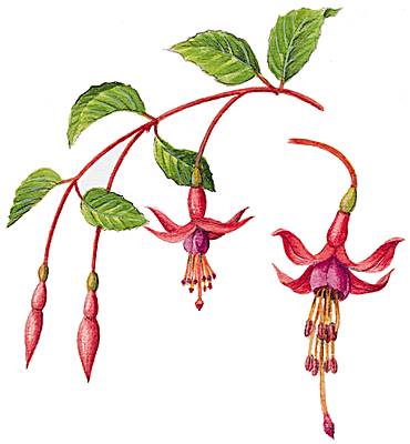Fuchsia