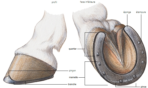 Papier Articulé Dentaire En Fer à Cheval – Rouge Et Bleu – Lot De 6 Livres (12 Feuilles Par Livre) – Pour Ajustement Des Dents
