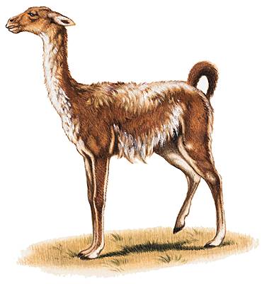Guanaco