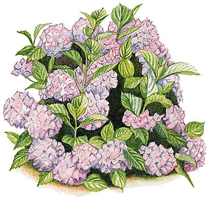 Hortensia