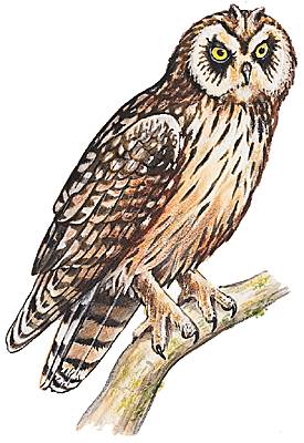 https://www.larousse.fr/encyclopedie/data/images/1001196-Hibou.jpg