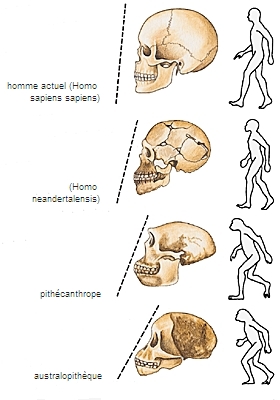 Succession chronologique des hominiens