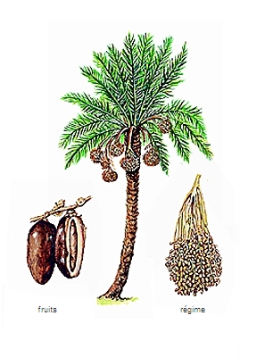 Palmier : définition et explications