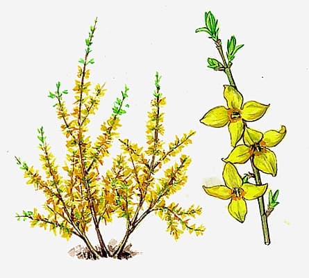 Forsythia