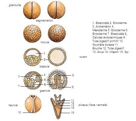 Développement d'embryons de grenouille et d'oursin
