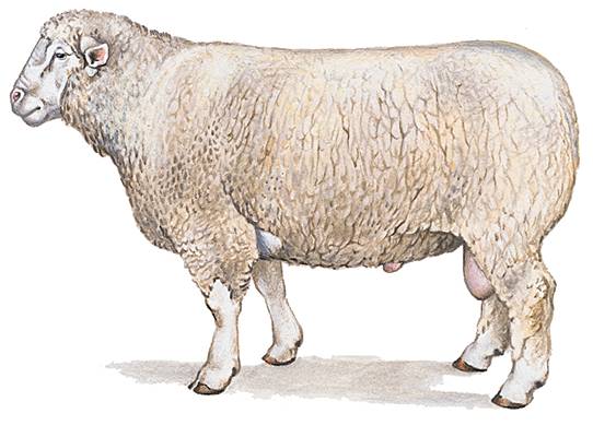 Bélier de la race d'Île-de-France