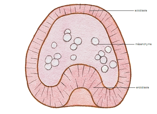 Gastrula