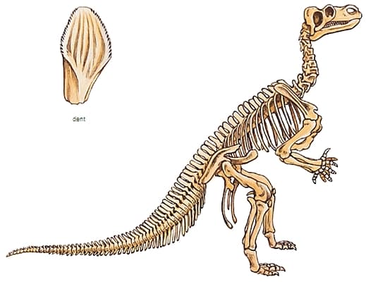 Squelette d'iguanodon