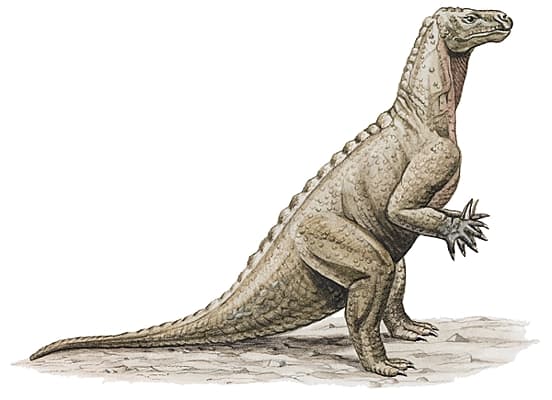 Reconstitution d'un iguanodon