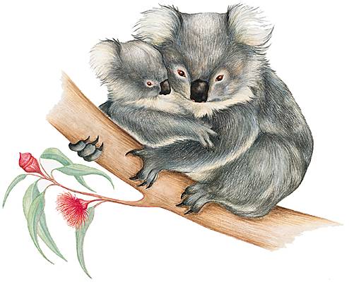 Koalas