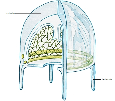 Système nerveux d'une méduse