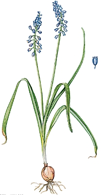 Muscari