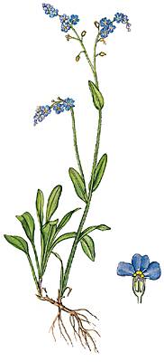 Myosotis