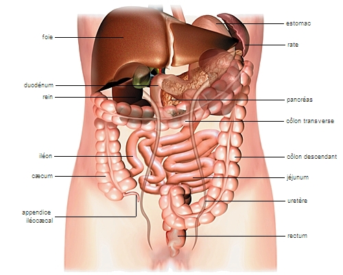Anatomie : les organes du corps humain