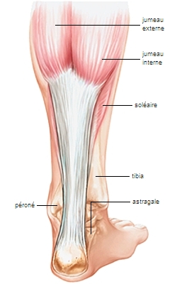 Tendon d'Achille