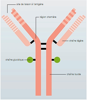 immunoglobuline ou anticorps - LAROUSSE