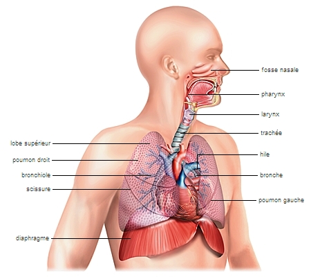 Système respiratoire supérieur